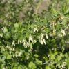 Pixwell Gooseberry #2 - Image 2